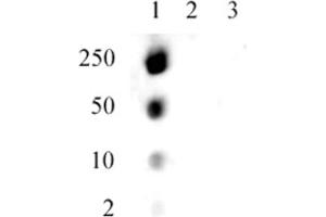 Specificity Data: Dot blot analysis was used to confirm the specificity of the Histone H1. (Histone H1.5 抗体  (pSer17))
