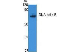 Western Blotting (WB) image for anti-Polymerase (DNA Directed), epsilon 2 (p59 Subunit) (POLE2) (Internal Region) antibody (ABIN3178097) (POLE2 抗体  (Internal Region))