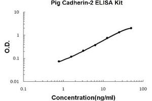 Pig Cadherin-2/N-Cadherin PicoKine ELISA Kit standard curve (N-Cadherin ELISA 试剂盒)