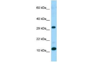 WB Suggested Anti-RPL34 Antibody Titration: 1. (RPL34 抗体  (C-Term))