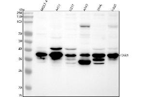 Western blot analysis of FRA1 using anti-FRA1 antibody (ABIN7604885).