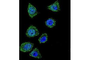 Immunofluorescence (IF) image for anti-Topoisomerase (DNA) I (TOP1) antibody (ABIN2997609) (Topoisomerase I 抗体)