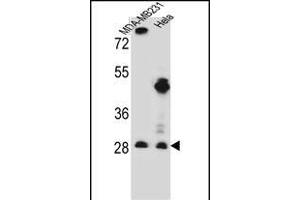 EIF4H Antibody (Center) (ABIN656543 and ABIN2845807) western blot analysis in MDA-M,Hela cell line lysates (35 μg/lane). (EIF4H 抗体  (AA 127-156))