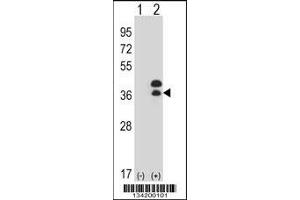 Western blot analysis of DLX5 using rabbit polyclonal DLX5 Antibody using 293 cell lysates (2 ug/lane) either nontransfected (Lane 1) or transiently transfected (Lane 2) with the DLX5 gene. (DLX5 抗体  (AA 100-128))