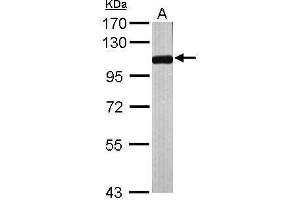 WB Image Sample (50 ug of whole cell lysate) A: Mouse brain 7. (NPEPPS 抗体)