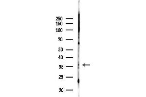 Western blot analysis of lysates from Mouse testis, using ANX Antibody at 1/1000 dilution.