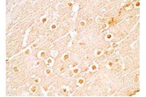 Mouse brain tissue stained by Rabbit Anti-NERP-1 (Human) Antibody (NERP-1 抗体  (Preproprotein))