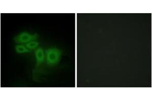 Immunofluorescence (IF) image for anti-STE20-Like Kinase (SLK) (AA 1151-1200) antibody (ABIN2879164) (SLK 抗体  (AA 1151-1200))