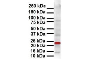 WB Suggested Anti-SOX2 antibody Titration: 1 ug/mL Sample Type: Human OVCAR-3 (SOX2 抗体  (N-Term))