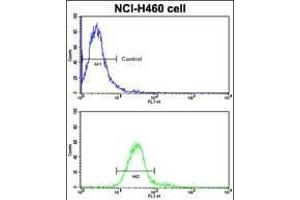 Flow cytometric analysis of NCI- cells using ROR1 Antibody (N-term) (bottom histogram) compared to a negative control cell (top histogram). (ROR1 抗体  (N-Term))