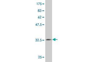 Western Blot detection against Immunogen (32. (MS4A2 抗体  (AA 1-59))