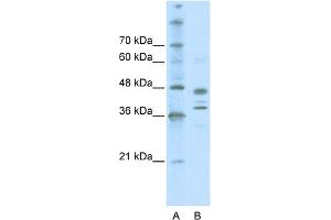 WB Suggested Anti-SMARCB1 Antibody Titration: 0. (SMARCB1 抗体  (Middle Region))