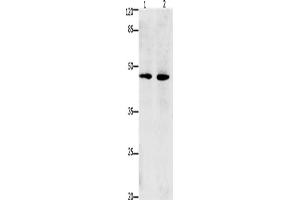 Western Blotting (WB) image for anti-Death-Associated Protein 3 (DAP3) antibody (ABIN2431249) (DAP3 抗体)
