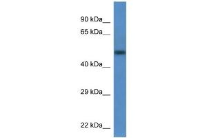 WB Suggested Anti-Tcn2 Antibody   Titration: 1. (TCN2 抗体  (N-Term))