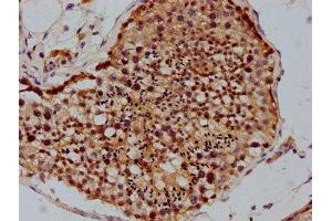 IHC image of ABIN7142212 diluted at 1:100 and staining in paraffin-embedded human testis tissue performed on a Leica BondTM system. (PSMD4/ASF 抗体  (Regulatory Subunit 4))