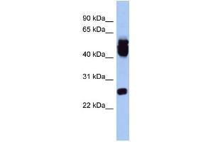 WB Suggested Anti-ERAS Antibody Titration: 0. (ERAS 抗体  (Middle Region))