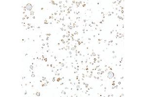 anti-Programmed Cell Death 1 Ligand 2 (PDCD1LG2) (AA 20-220) antibody