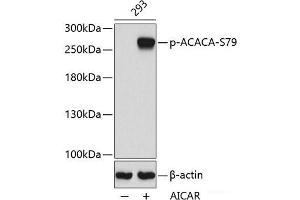 Western blot analysis of extracts from 293 cells using Phospho-ACACA(S79) Polyclonal Antibody. (Acetyl-CoA Carboxylase alpha 抗体  (pSer79))