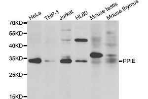 Western blot analysis of extracts of various cell lines, using PPIE antibody.