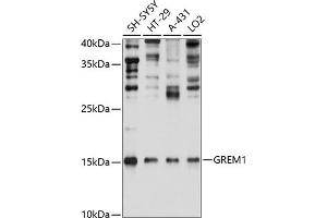 Western blot analysis of extracts of various cell lines, using GREM1 Antibody (ABIN6127963, ABIN6141382, ABIN6141383 and ABIN6215282) at 1:1000 dilution. (GREM1 抗体  (AA 44-143))