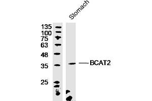 Mouse stomach lysates probed with Rabbit Anti-BCAT2 Polyclonal Antibody, Unconjugated  at 1:300 overnight at 4˚C. (BCAT2 抗体  (AA 101-200))