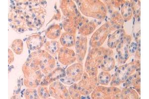 Immunohistochemistry (IHC) image for anti-Spectrin alpha Chain, Brain (SPTAN1) (AA 2071-2269) antibody (ABIN7438451)