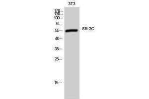 Western Blotting (WB) image for anti-5-Hydroxytryptamine (serotonin) Receptor 2C (HTR2C) (Internal Region) antibody (ABIN3180888) (HTR2C 抗体  (Internal Region))