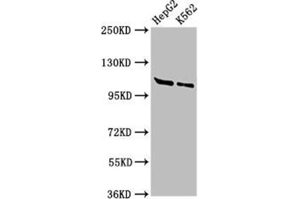 HLTF 抗体  (AA 332-476)