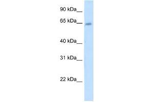 STS antibody used at 5 ug/ml to detect target protein.