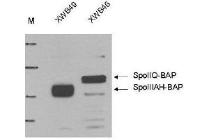 Western blot using  Anti-Biotin Ligase Epitope Tag antibody shows detection of the BLT Ligase Target in lysates of whole cell Bacillus subtilis strains producing either BAP-tagged (Biotin-Acceptor Peptide-tagged) SpoIIIAH (XWB49) (~ 25 kDa) or BAP-tagged SpoIIQ (XWB46) (~33 kDa). (Biotin Ligase Tag (BLT) 抗体)