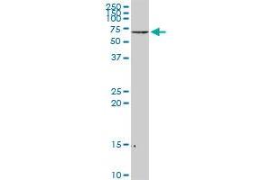 NEFL MaxPab rabbit polyclonal antibody. (NEFL 抗体  (AA 1-543))