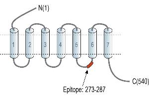 Representative domain view of the target of ABIN7884994.