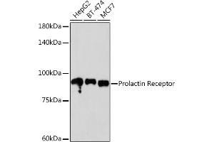 Western blot analysis of extracts of various cell lines, using Prolactin Receptor Rabbit mAb (ABIN1682845, ABIN3018570, ABIN3018571 and ABIN7101628) at 1:500 dilution. (Prolactin Receptor 抗体)