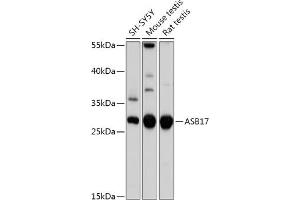 Western blot analysis of extracts of various cell lines, using  antibody (ABIN7265607) at 1:1000 dilution.