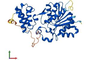 Protein Structure (PS) image for HemK Methyltransferase Family Member 1 (HEMK1) (AA 1-340) protein (His tag) (ABIN7560198)
