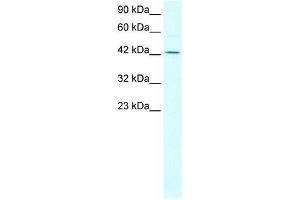 Human Jurkat; WB Suggested Anti-ALF Antibody Titration: 0. (GTF2A1L 抗体  (N-Term))