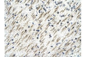 Immunohistochemistry (IHC) image for anti-Single-Stranded DNA Binding Protein 2 (SSBP2) (N-Term) antibody (ABIN2777444)