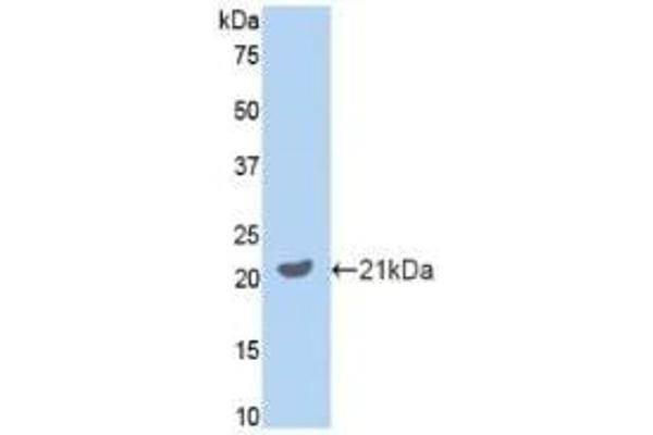 GAS6 抗体  (AA 483-646)
