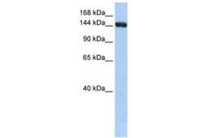 Image no. 1 for anti-UDP-Glucose Glycoprotein Glucosyltransferase 2 (UGT2) (C-Term) antibody (ABIN6741047) (UGCGL2 抗体  (C-Term))