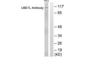 Western blot analysis of extracts from HeLa cells, using UBE1L antibody. (UBA7 抗体  (C-Term))