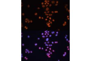 Immunofluorescence (IF) image for anti-Caudal Type Homeobox 2 (CDX2) (AA 1-180) antibody (ABIN3022282)