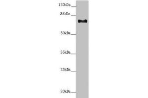 Western blot All lanes: CEP72 antibody at 3. (CEP72 抗体  (AA 200-460))