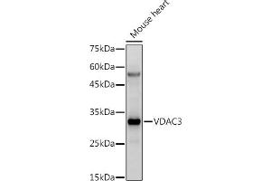 Western blot analysis of extracts of Mouse heart, using VD antibody (ABIN6130775, ABIN6150077, ABIN6150078 and ABIN6214830) at 1:500 dilution. (VDAC3 抗体  (AA 1-283))