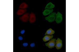ABIN7094200 and ABIN7098246 staining Hela cells(45 min of heat-shock) by IF/ICC. (PROCR 抗体  (Internal Region))