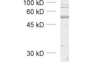Western Blotting (WB) image for anti-gamma-aminobutyric Acid (GABA) A Receptor, beta 3 (GABRB3) (AA 344-429) antibody (ABIN1742464)
