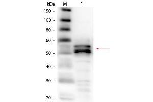 Western Blot of Goat anti-Fibrinogen Antibody (Human Plasma) Biotin Conjugated. (Fibrinogen 抗体  (Biotin))