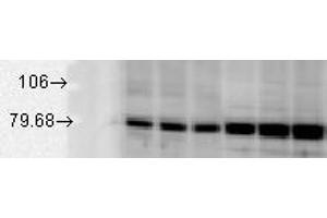 GRP78, rat tissues. (GRP78 抗体)