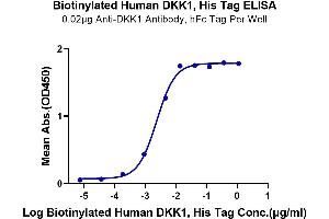 Immobilized Anti-DKK1 Antibody, hFc Tag at 0.