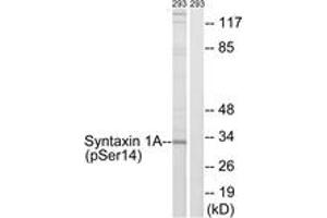 Western blot analysis of extracts from 293 cells, using Syntaxin 1A (Phospho-Ser14) Antibody. (STX1A 抗体  (pSer14))