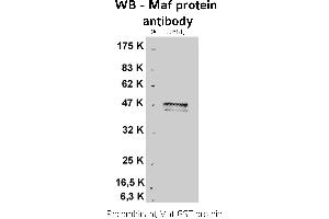 Image no. 1 for anti-V-Maf Musculoaponeurotic Fibrosarcoma Oncogene Homolog (Avian) (MAF) antibody (ABIN346927) (MAF 抗体)